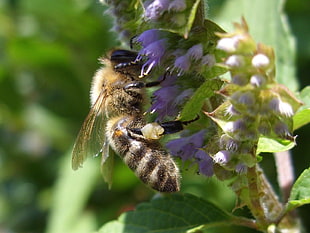 honeybee perched on purple flower in closeup photo